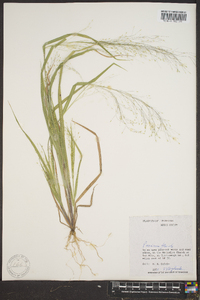 Panicum flexile image