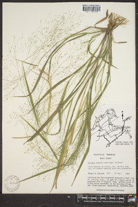 Panicum flexile image