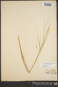 Panicum flexile image