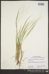 Panicum flexile image