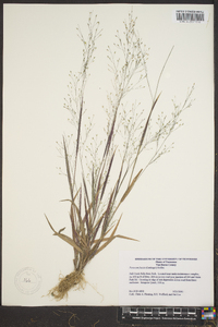 Panicum flexile image