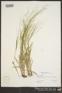 Panicum flexile image