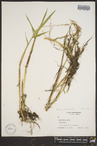 Panicum hemitomon image