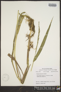 Panicum hemitomon image