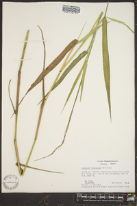 Panicum hemitomon image