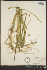 Panicum hemitomon image