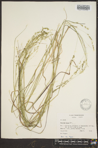 Panicum hians image