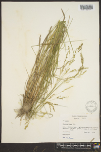 Panicum hians image