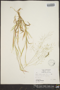 Panicum philadelphicum image