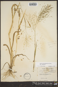 Panicum philadelphicum image