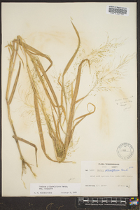 Panicum philadelphicum image