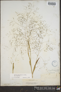 Panicum philadelphicum image