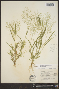 Panicum philadelphicum image