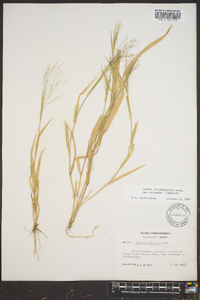 Panicum philadelphicum image