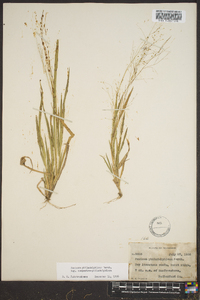 Panicum philadelphicum image