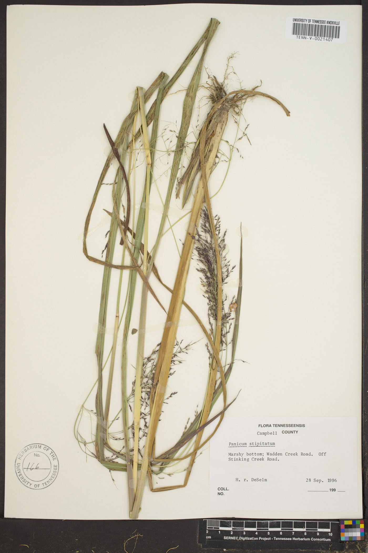 Coleataenia stipitata image