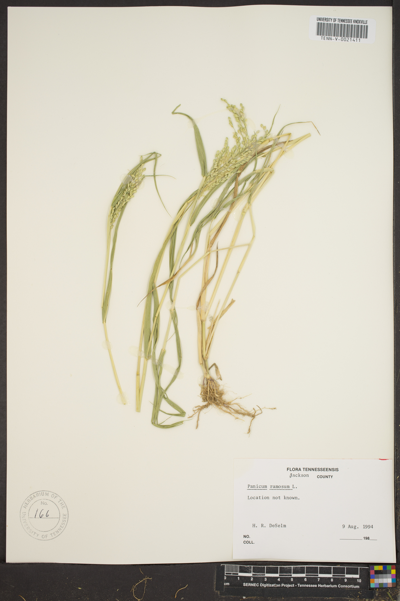 Panicum ramosum image