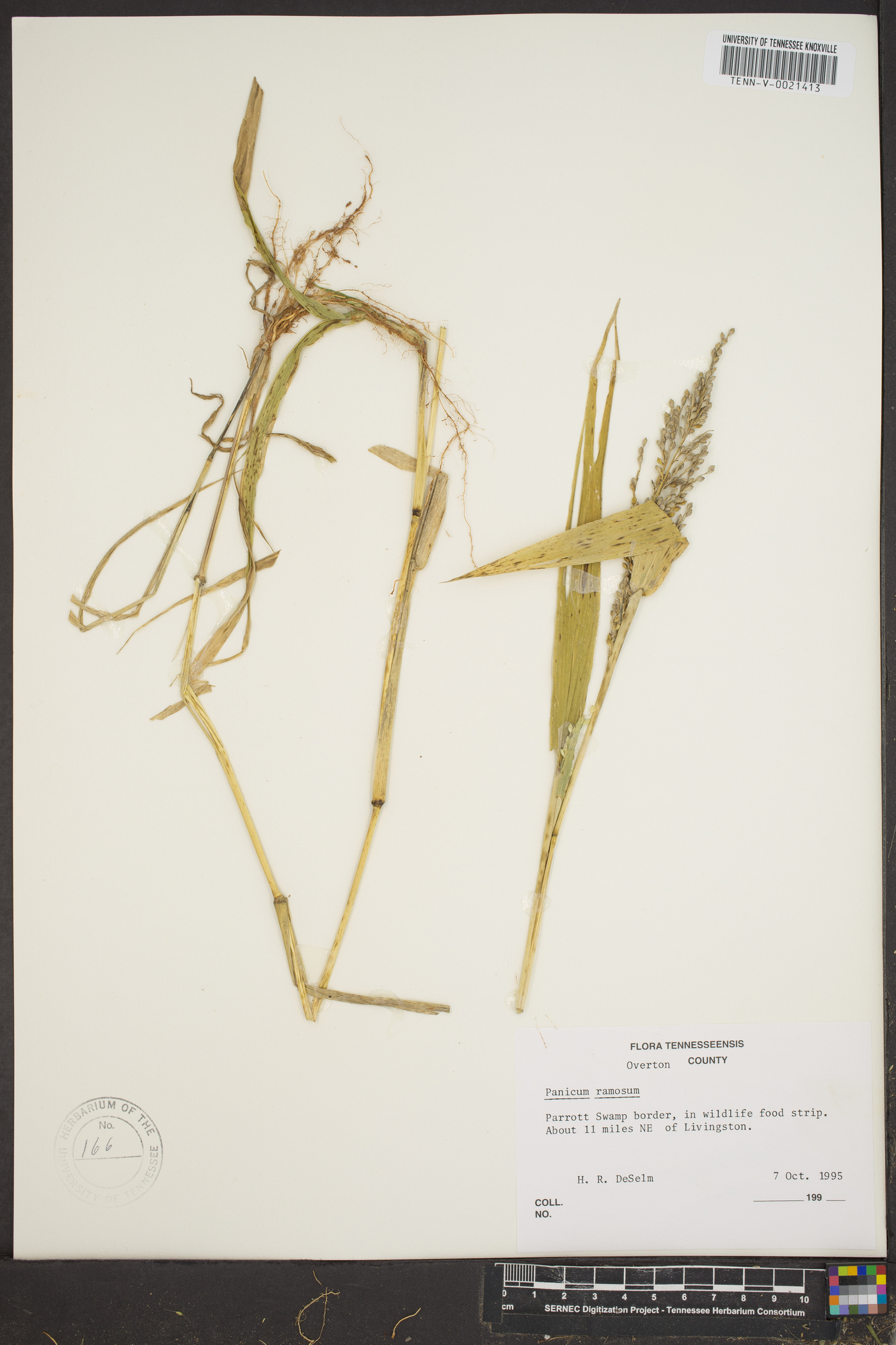 Panicum ramosum image