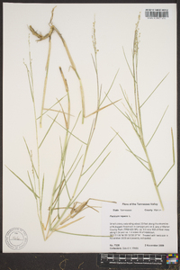 Panicum repens image