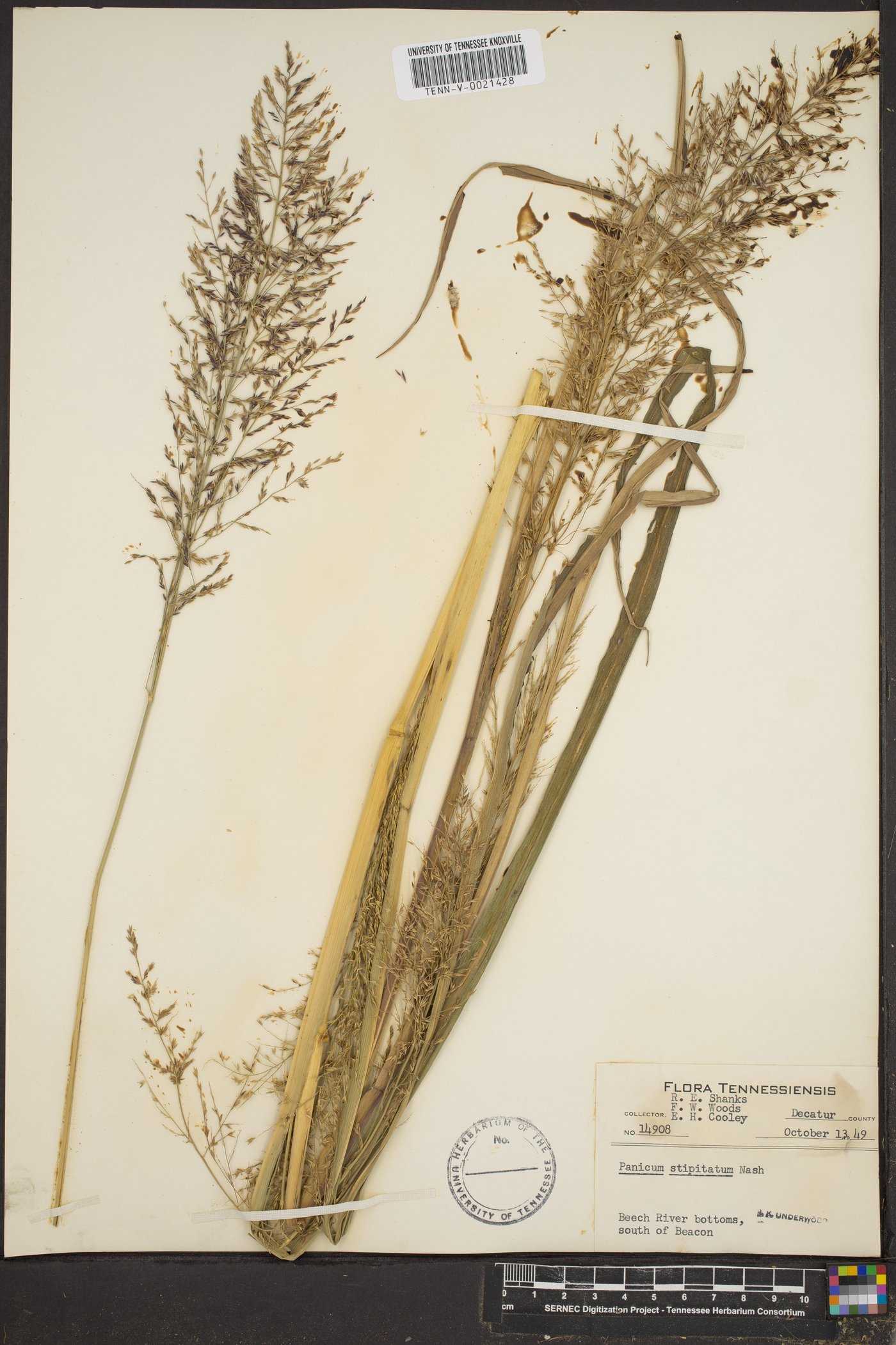 Coleataenia stipitata image