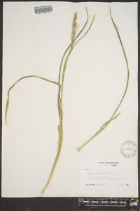 Coleataenia rigidula subsp. rigidula image