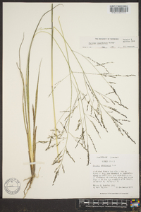 Coleataenia longifolia image