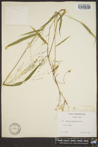 Kellochloa verrucosa image