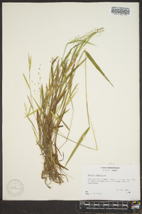 Kellochloa verrucosa image