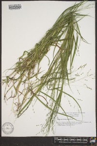 Kellochloa verrucosa image