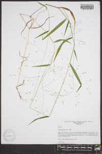 Kellochloa verrucosa image