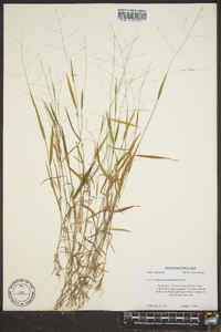 Kellochloa verrucosa image