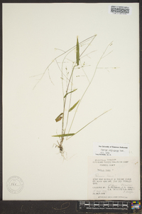 Kellochloa verrucosa image