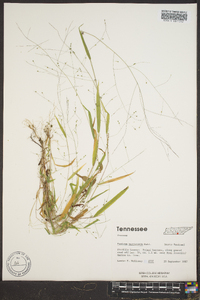 Kellochloa verrucosa image