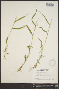 Kellochloa verrucosa image