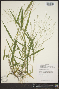 Kellochloa verrucosa image