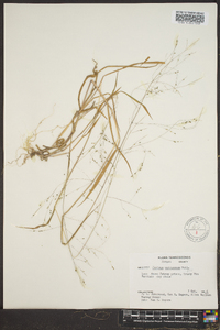 Kellochloa verrucosa image