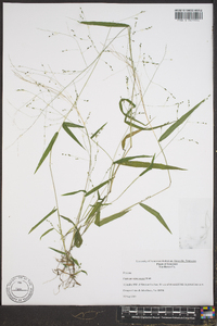 Kellochloa verrucosa image