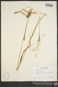 Panicum altum image