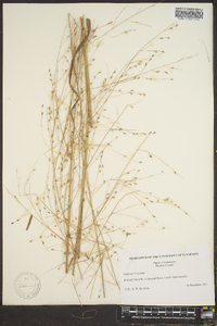 Panicum altum image