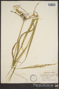 Panicum altum image