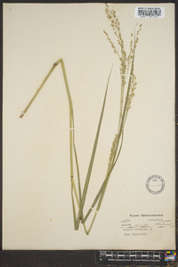 Panicum altum image