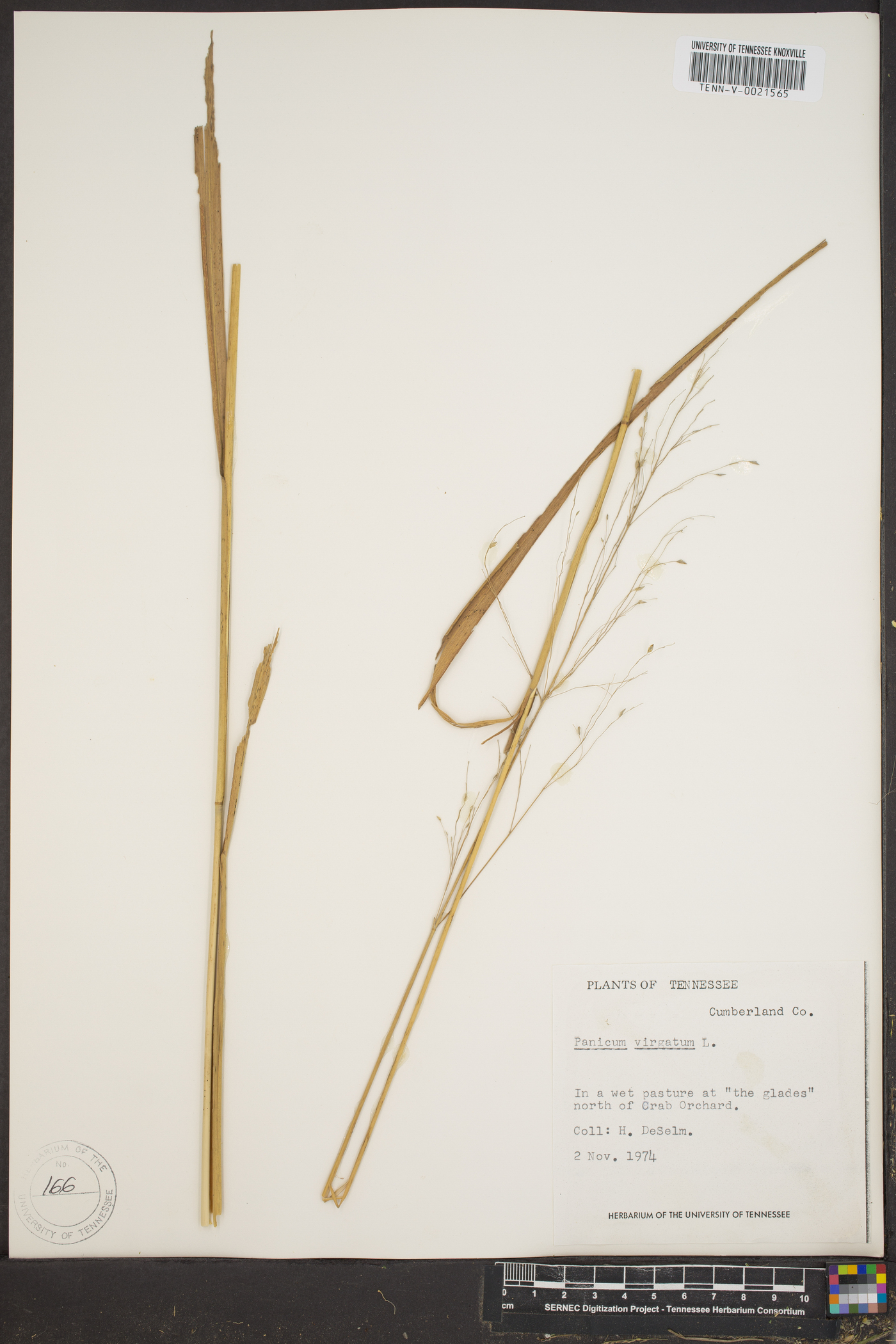 Panicum altum image