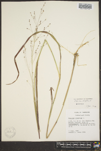 Panicum altum image