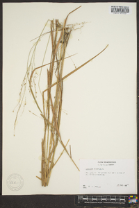 Panicum altum image