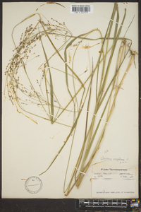 Panicum altum image