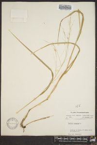 Panicum altum image