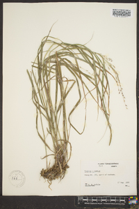 Panicum altum image