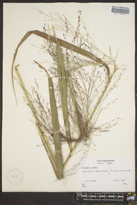 Panicum altum image