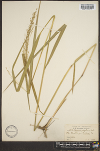 Panicum altum image