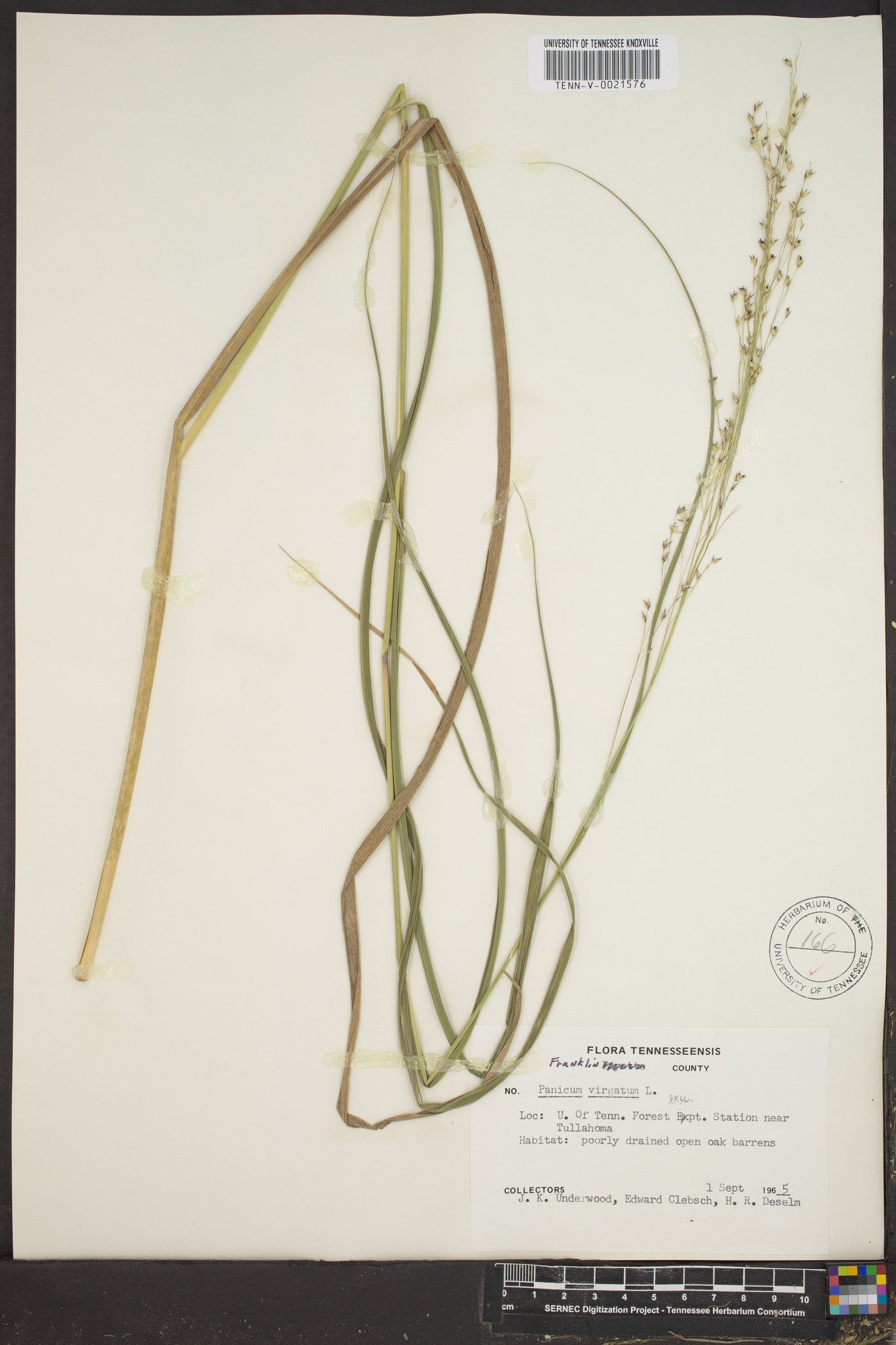 Panicum altum image